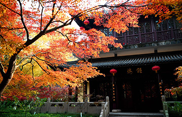 紅楓葉-360.jpg 紅楓葉-360.jpg